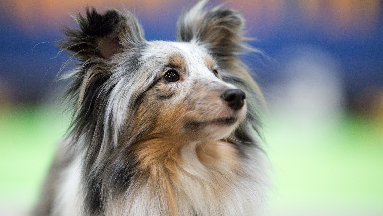 Sheltie