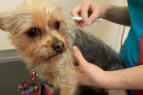 WOLVERHAMPTON, ENGLAND - APRIL 04: Ruby, a two-year-old Yorkshire Terrier, has a micro-chip implanted by Vet Amy Jennett at the PDSA Pet Hospital on April 4, 2016 in Wolverhampton, England. From 6th April 2016 it will become law, in the UK, that all dogs should be microchipped and recorded in the National Canine Database. Many owners are unaware of the new legislation and it is estimated that more than 1 million dogs have still not been micro-chipped leaving owners facing fines.