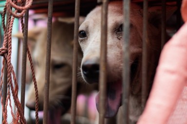 A dog looks out from its cage at a stall as it is displayed by a vendor as he waits for customers during a dog meat festival at a market in Yulin, in southern China's Guangin Yulin, in southern China's Guangxi province on June 22, 2015. The city holds an annual festival devoted to the animal's meat on the summer solstice which has provoked an increasing backlash from animal protection activists. AFP PHOTO / JOHANNES EISELE