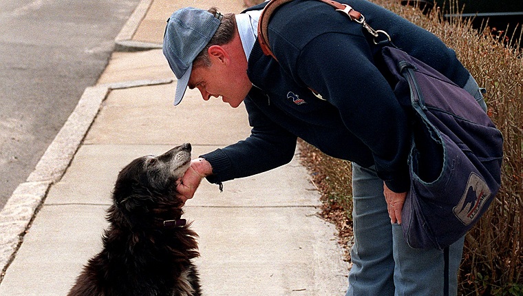 BOSTON - APRIL 17: Sissy has walked along the Dorchester mail route with Forest Catron of the US Postal Service for some fourteen years. 