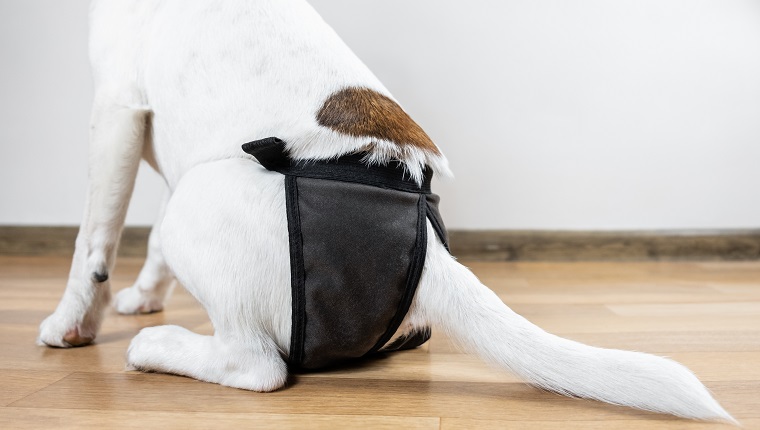 Back of a smooth fox terrier dog in washable diaper sitting in a room