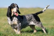 Basset Bleu de Gascogne standing proud.