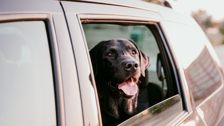 dog car wash