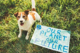 plant-based dog treats