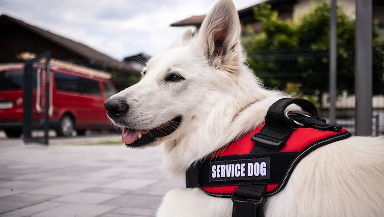 service dog