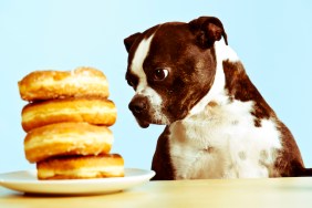 donut dog treats