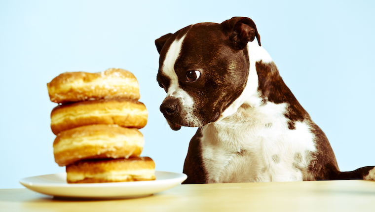 donut dog treats