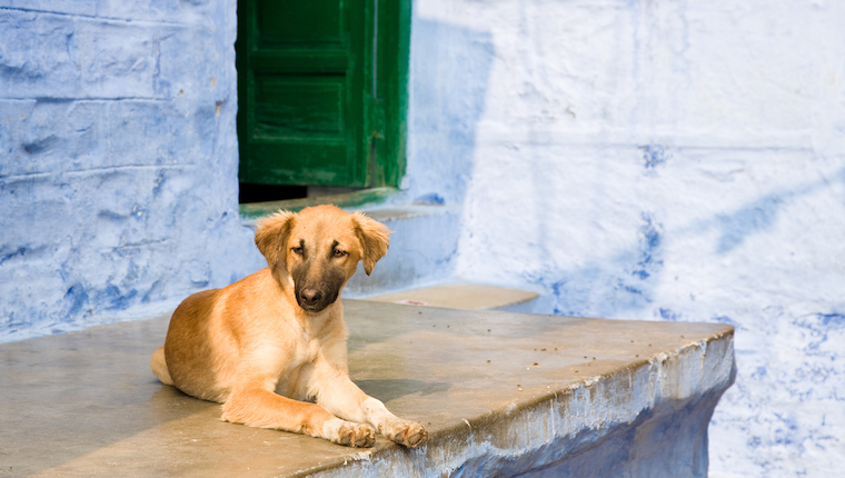 native dogs