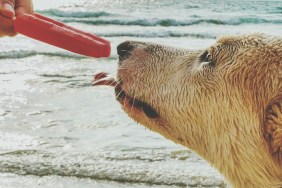 frozen dog treats