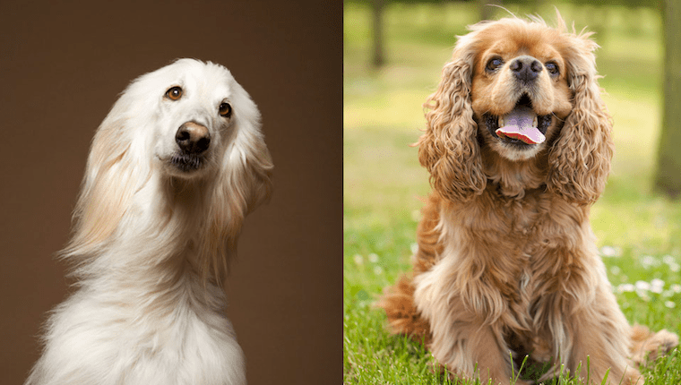 afghan spaniel