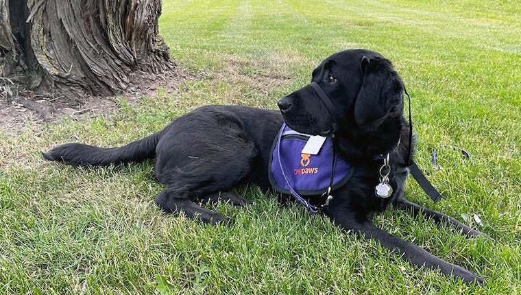 facility dog