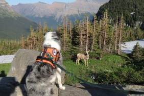 glacier national park