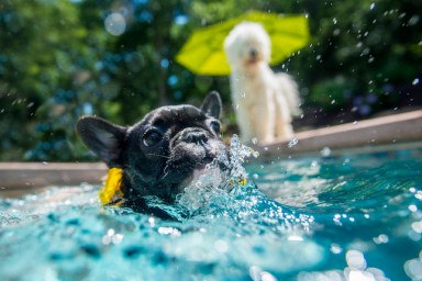 toronto swimming pools