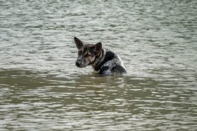 save your dog natural disaster