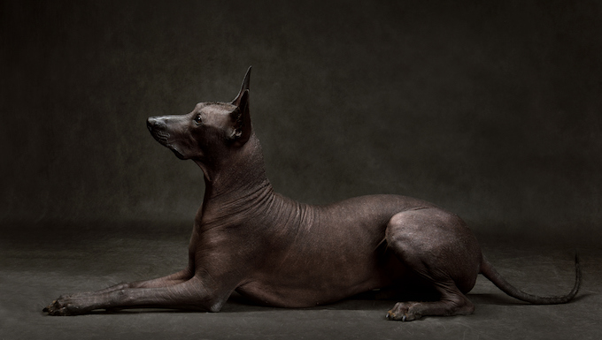 xoloitzcuintli