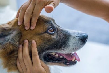 acupressure for dogs