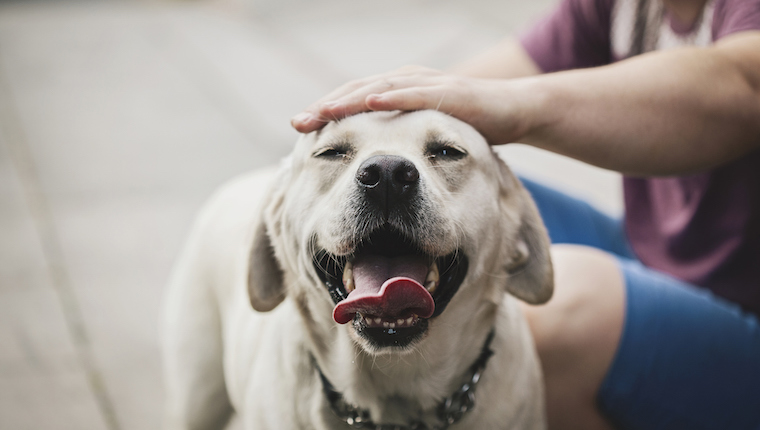 petting a dog