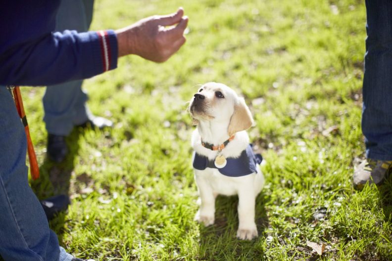 puppy training at outdoor class