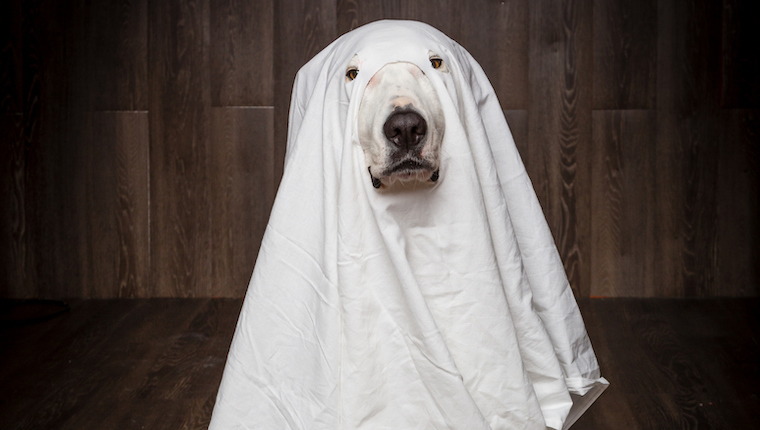 dog halloween costumes