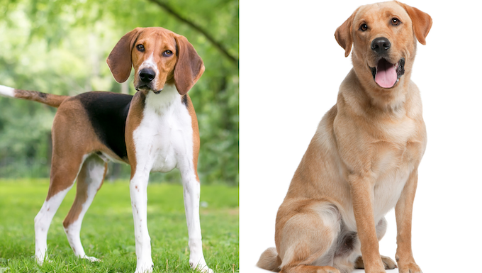 american lab foxhound