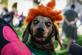 halloween dog parade