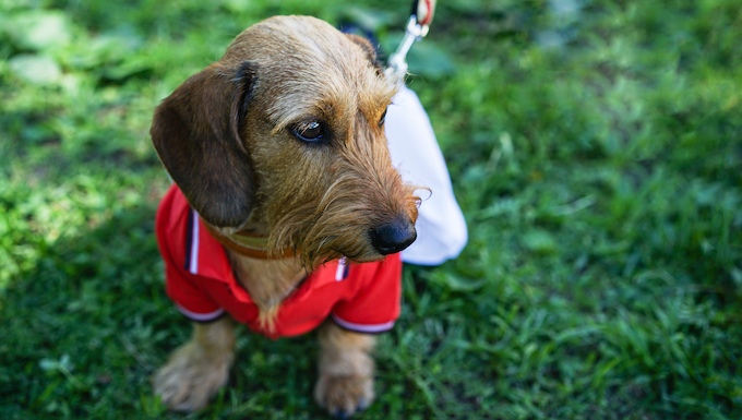 halloween dog parade