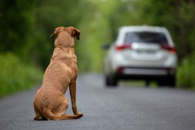 abandoned dog