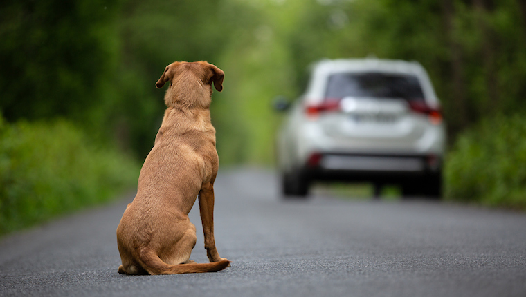 abandoned dog