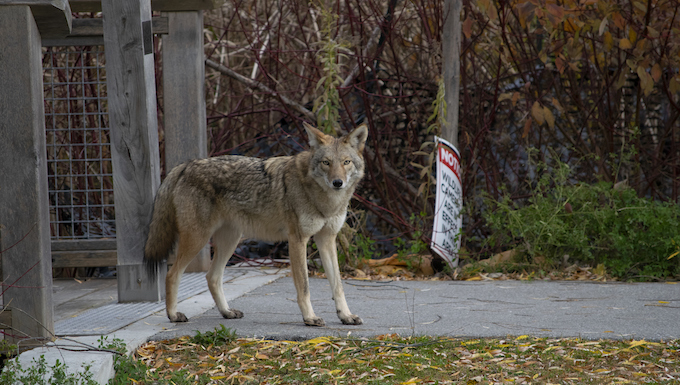 coyotes