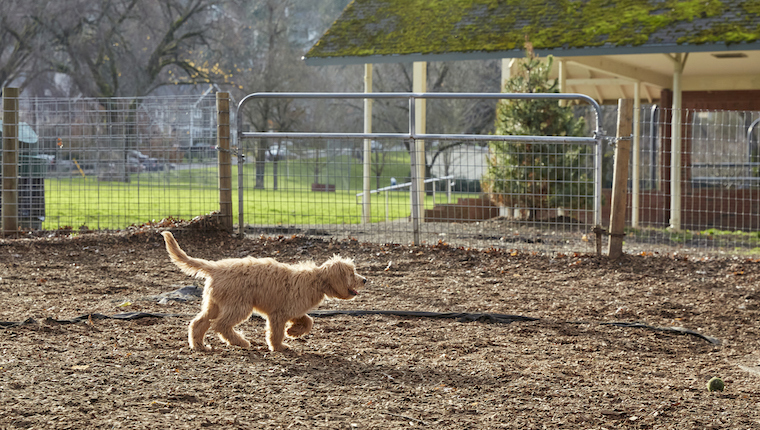 sacramento dog park