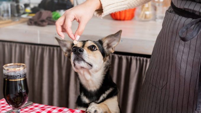 shedding dog Thanksgiving