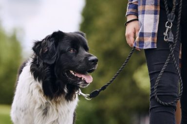 heroic dog