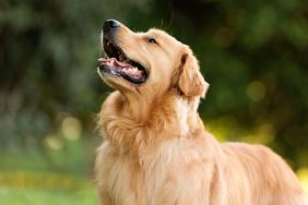 Golden Retriever French Bulldog