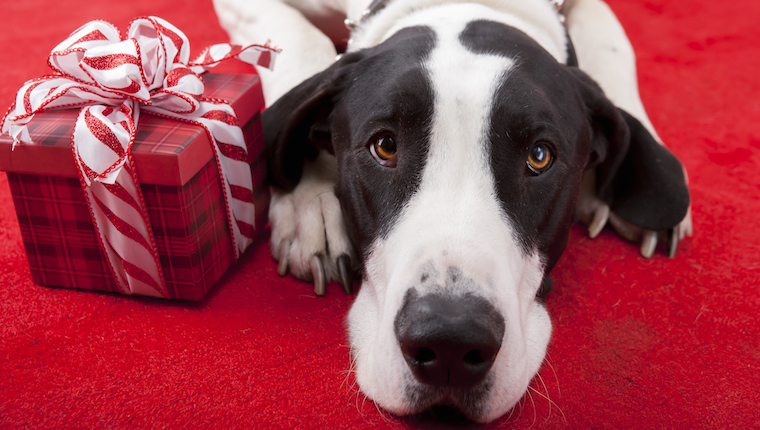 holiday gift guide dog