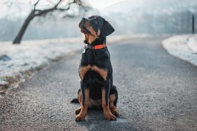 Texas rottweiler rescued