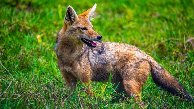 coyote attack