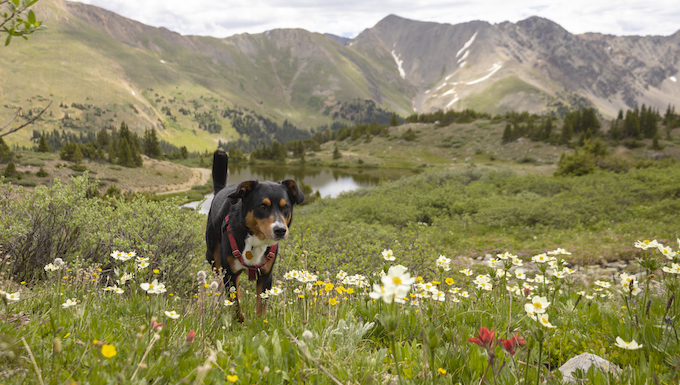 colorado dog laws