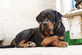 senior rottweiler