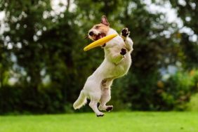 amazing dog videos