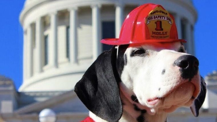 fire safety dog