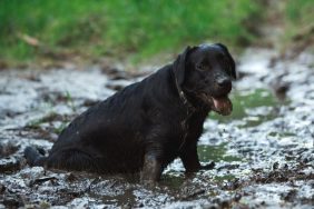 stranded dog