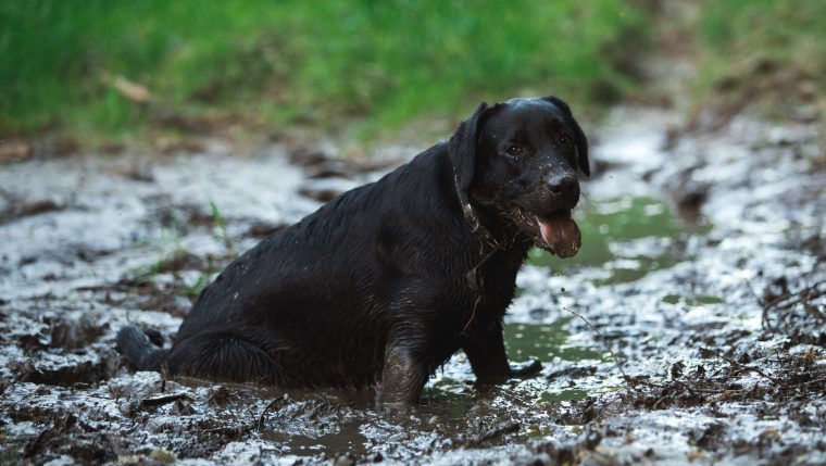 stranded dog