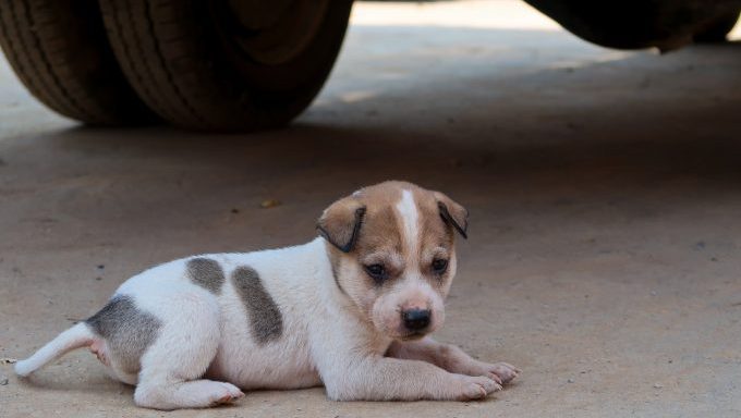 arizona puppy rescued