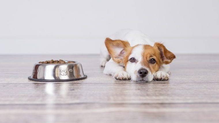 purina dog food recall