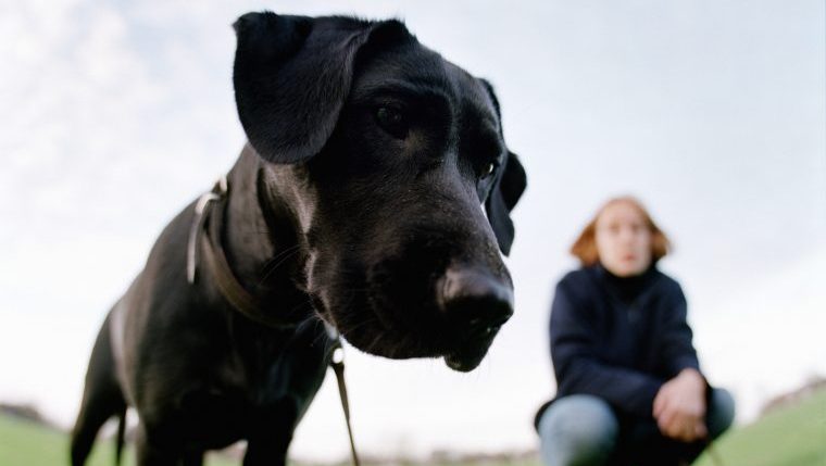 colorado dog meth