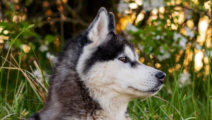 siberian husky puppy rescued