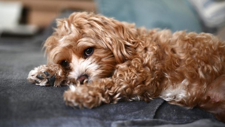 maltipoo puppy