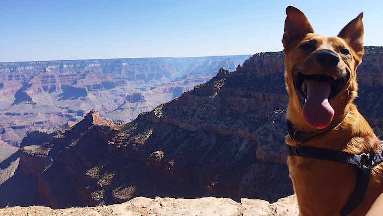 arizona dog