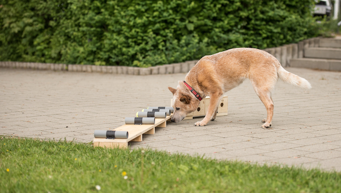 scent training