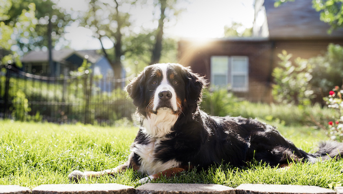 iowa dog law